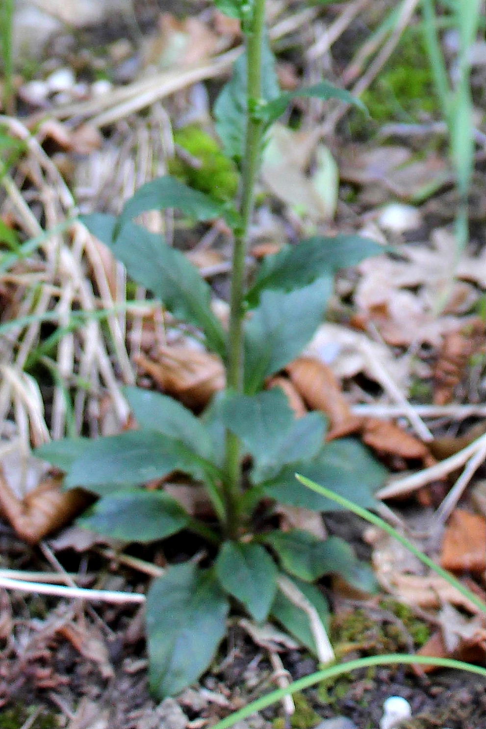 Hieracium racemosum / Sparviere racemoso